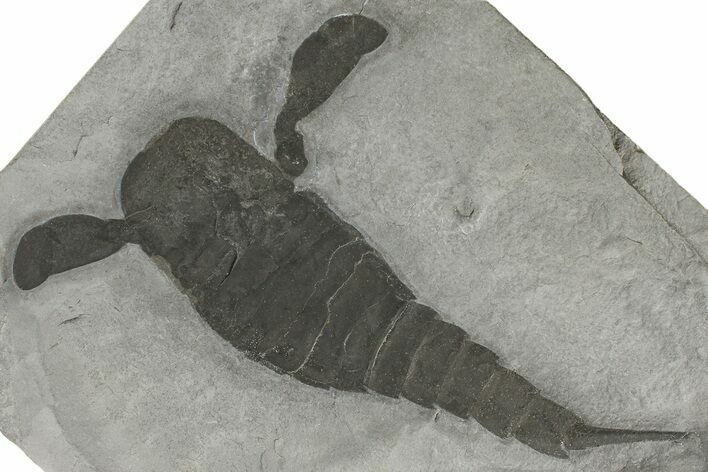 Eurypterus (Sea Scorpion) Fossil - New York #369248